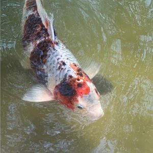 Meet your Posher, Claudia